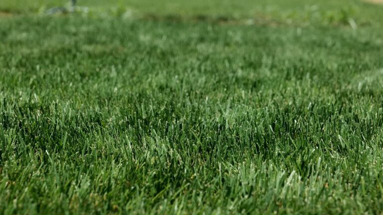 Perennial Ryegrass Vs Tall Fescue: What’s Better For My Lawn?