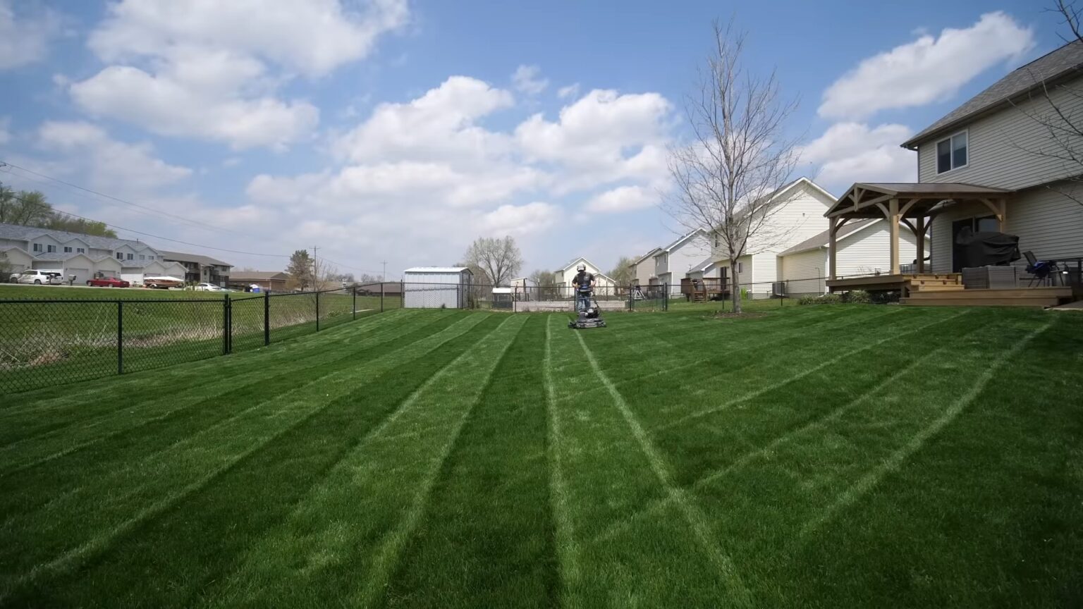 Perennial Ryegrass Vs Tall Fescue What’s Better For My Lawn